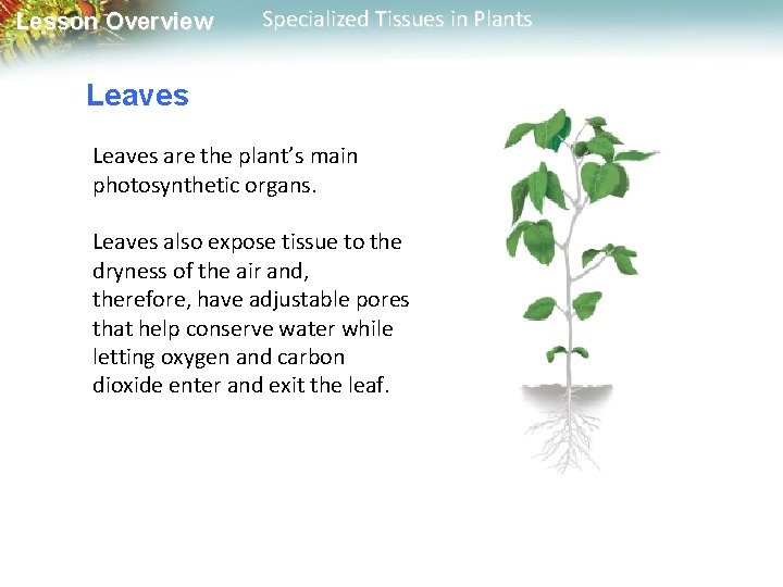 Lesson Overview Specialized Tissues in Plants Leaves are the plant’s main photosynthetic organs. Leaves
