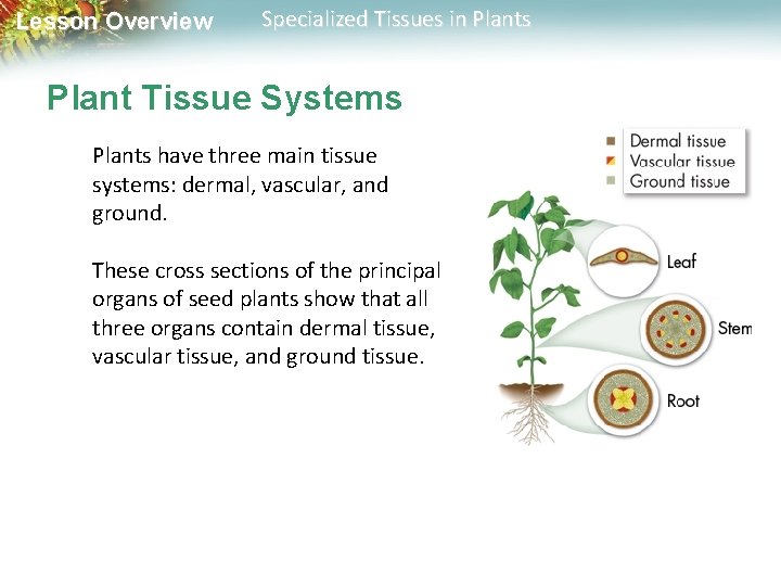 Lesson Overview Specialized Tissues in Plants Plant Tissue Systems Plants have three main tissue