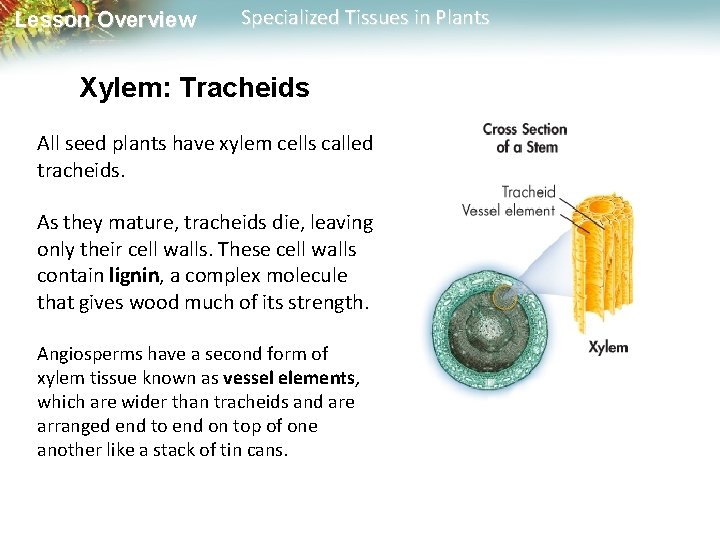 Lesson Overview Specialized Tissues in Plants Xylem: Tracheids All seed plants have xylem cells