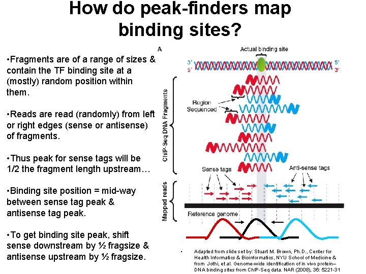 How do peak-finders map binding sites? • Fragments are of a range of sizes