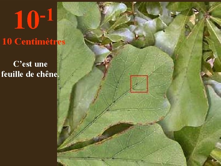 -1 10 10 Centimètres C’est une feuille de chêne. 