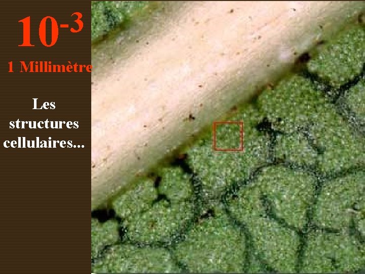 -3 10 1 Millimètre Les structures cellulaires. . . 