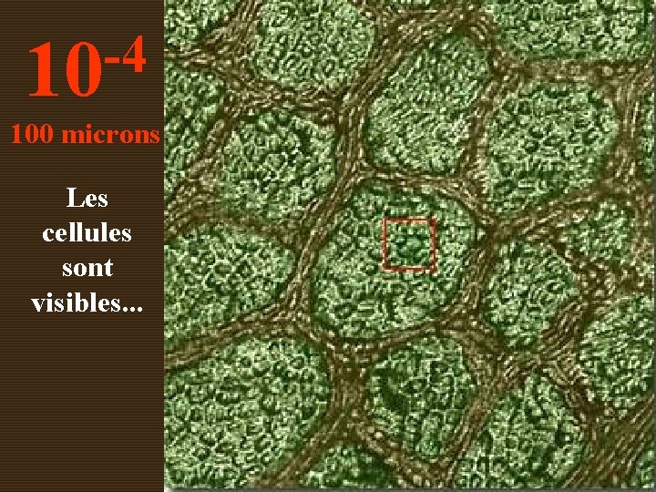 -4 10 100 microns Les cellules sont visibles. . . 