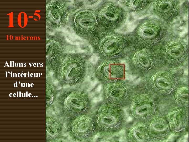 -5 10 10 microns Allons vers l’intérieur d’une cellule. . . 