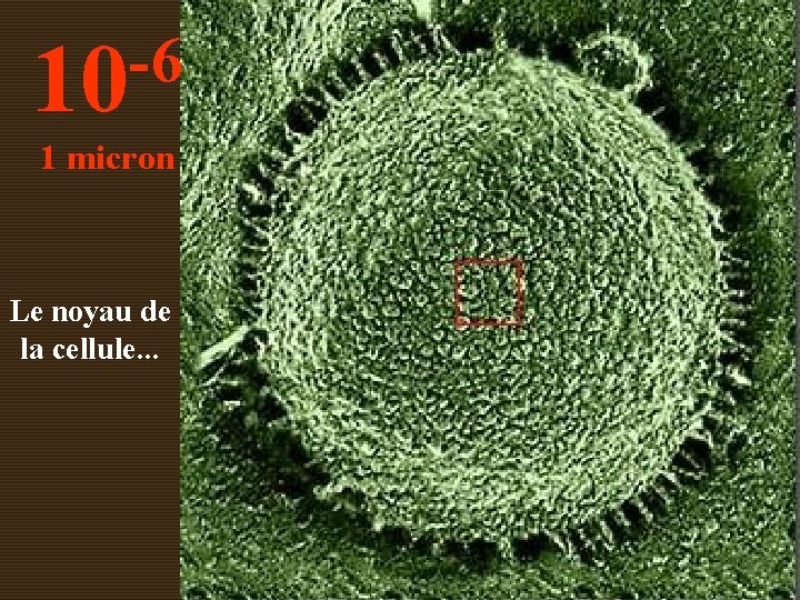 -6 10 1 micron Le noyau de la cellule. . . 