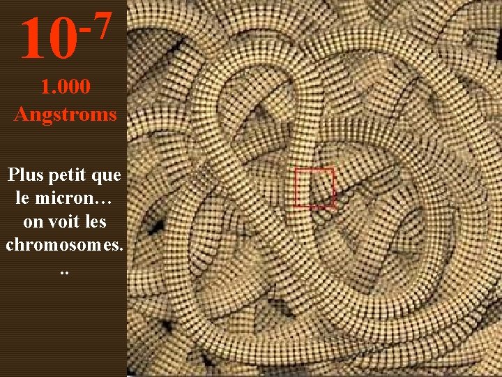 -7 10 1. 000 Angstroms Plus petit que le micron… on voit les chromosomes.