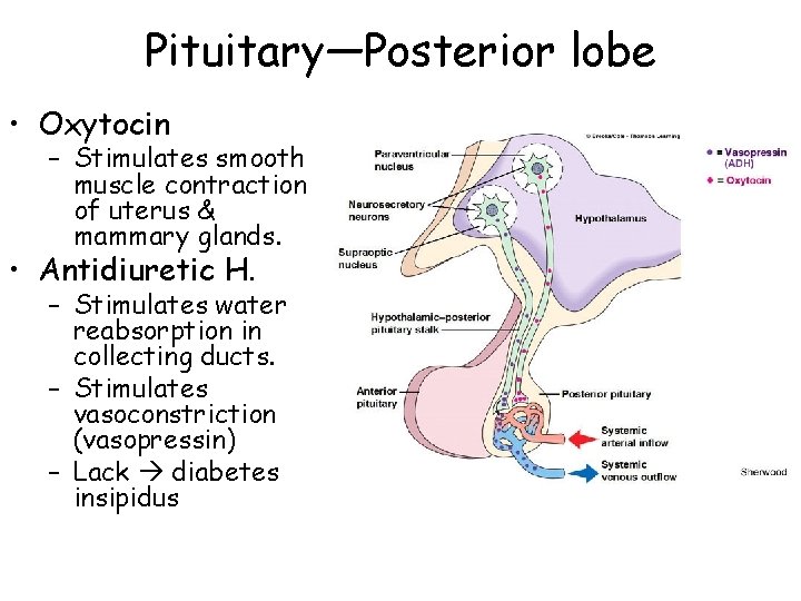 Pituitary—Posterior lobe • Oxytocin – Stimulates smooth muscle contraction of uterus & mammary glands.