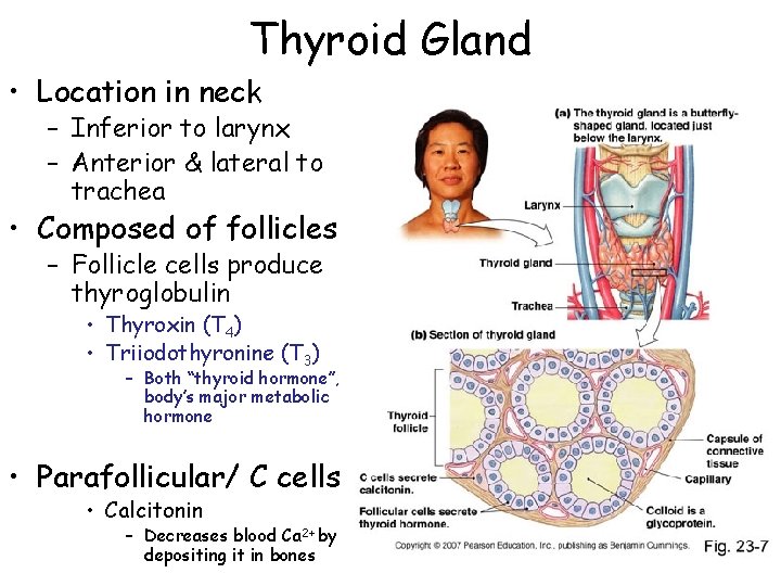 Thyroid Gland • Location in neck – Inferior to larynx – Anterior & lateral