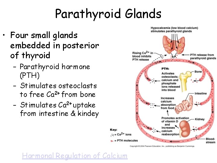 Parathyroid Glands • Four small glands embedded in posterior of thyroid – Parathyroid hormone