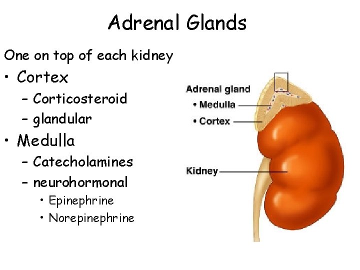 Adrenal Glands One on top of each kidney • Cortex – Corticosteroid – glandular