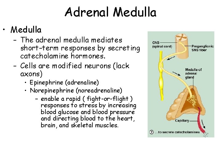 Adrenal Medulla • Medulla – The adrenal medulla mediates short–term responses by secreting catecholamine