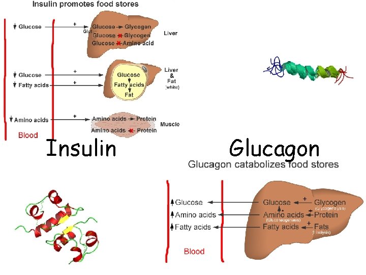Insulin Glucagon 