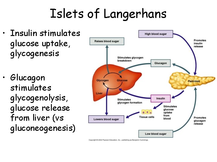 Islets of Langerhans • Insulin stimulates glucose uptake, glycogenesis • Glucagon stimulates glycogenolysis, glucose