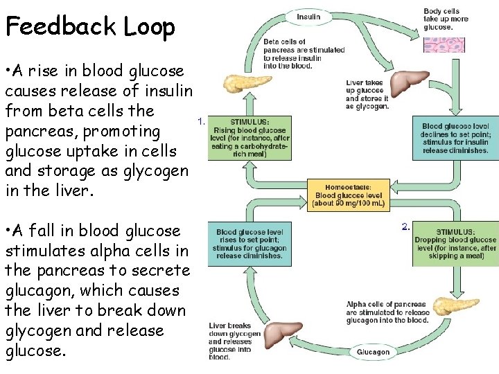 Feedback Loop • A rise in blood glucose causes release of insulin from beta