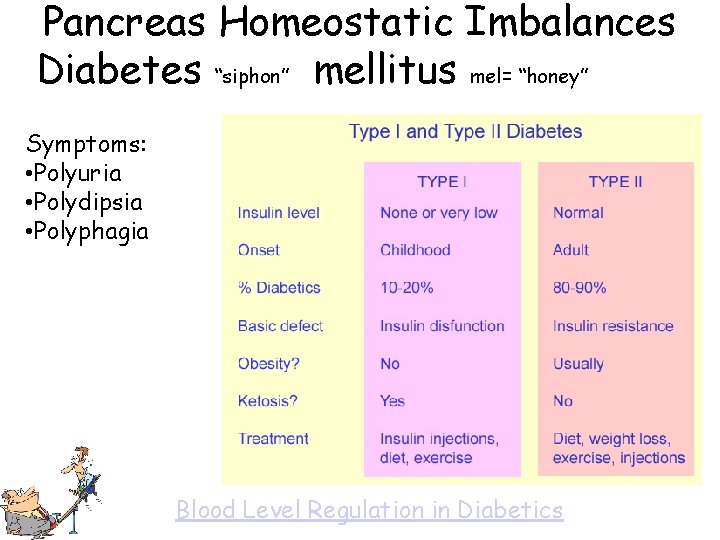 Pancreas Homeostatic Imbalances Diabetes “siphon” mellitus mel= “honey” Symptoms: • Polyuria • Polydipsia •