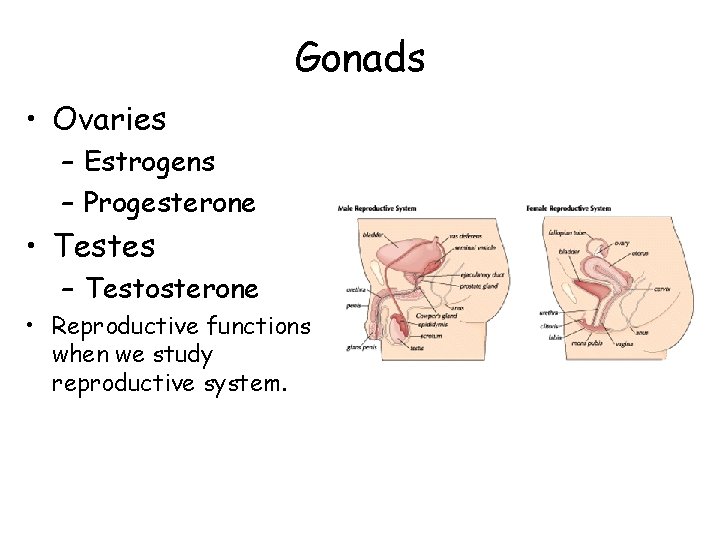 Gonads • Ovaries – Estrogens – Progesterone • Testes – Testosterone • Reproductive functions