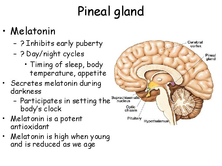Pineal gland • Melatonin – ? Inhibits early puberty – ? Day/night cycles •