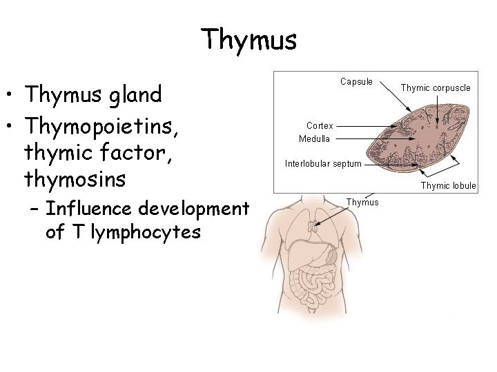 Thymus • Thymus gland • Thymopoietins, thymic factor, thymosins – Influence development of T
