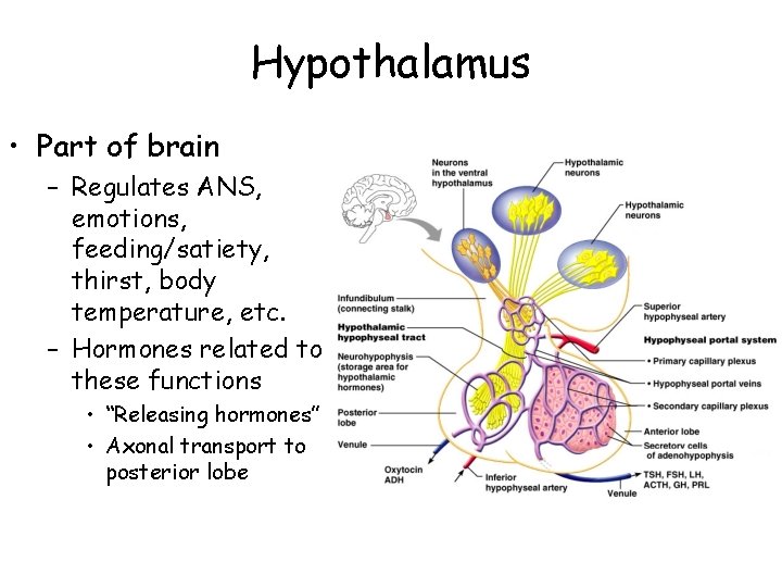 Hypothalamus • Part of brain – Regulates ANS, emotions, feeding/satiety, thirst, body temperature, etc.