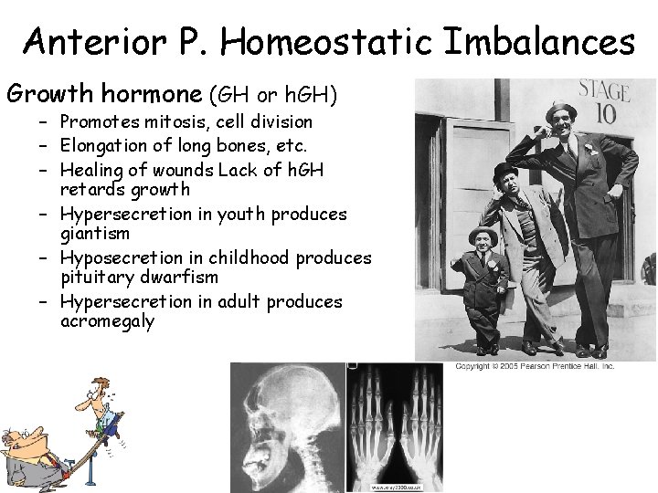 Anterior P. Homeostatic Imbalances Growth hormone (GH or h. GH) – Promotes mitosis, cell