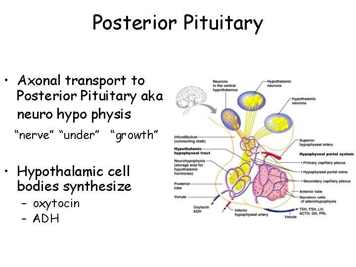 Posterior Pituitary • Axonal transport to Posterior Pituitary aka neuro hypo physis “nerve” “under”