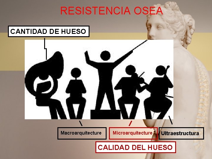 RESISTENCIA OSEA CANTIDAD DE HUESO Macroarquitecture Microarquitecture Ultraestructura CALIDAD DEL HUESO 