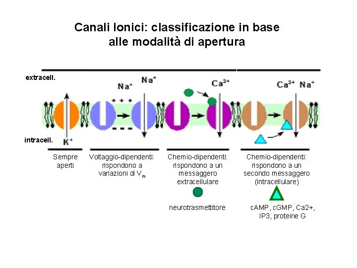 Canali Ionici: classificazione in base alle modalità di apertura extracell. intracell. Sempre aperti Voltaggio-dipendenti: