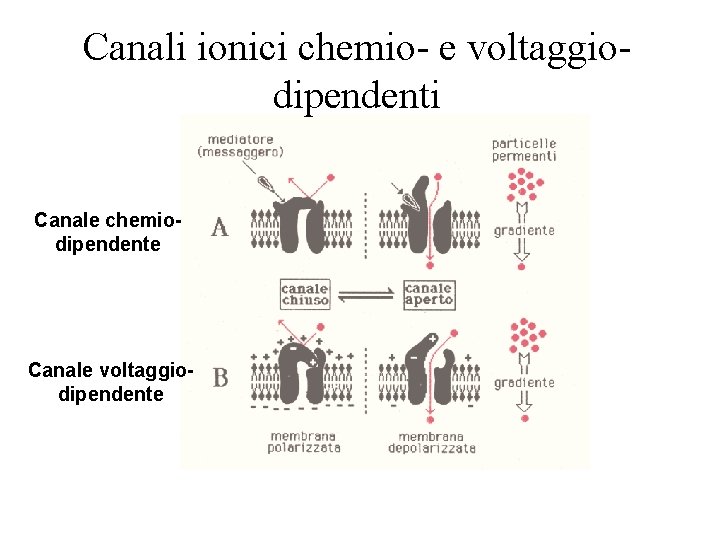 Canali ionici chemio- e voltaggiodipendenti Canale chemiodipendente Canale voltaggiodipendente 