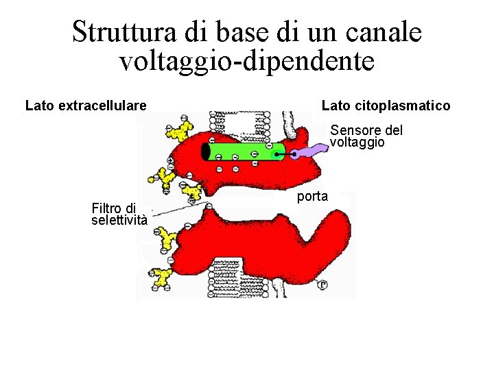 Struttura di base di un canale voltaggio-dipendente Lato extracellulare Lato citoplasmatico Sensore del voltaggio