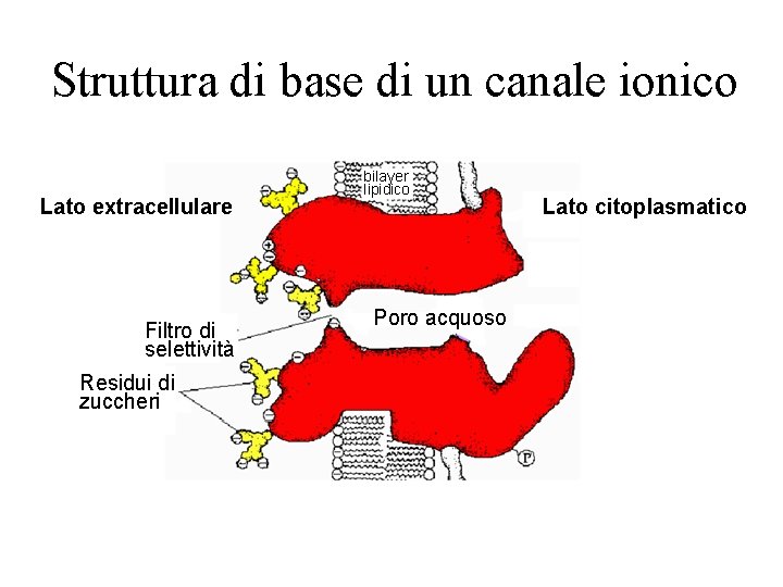 Struttura di base di un canale ionico Lato extracellulare Filtro di selettività Residui di