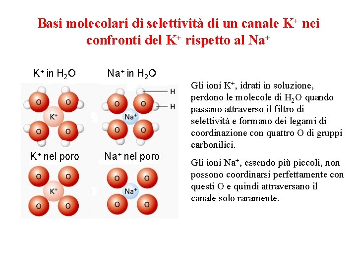 Basi molecolari di selettività di un canale K+ nei confronti del K+ rispetto al