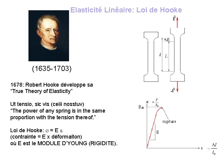 Elasticité Linéaire: Loi de Hooke (1635 -1703) 1678: Robert Hooke développe sa “True Theory