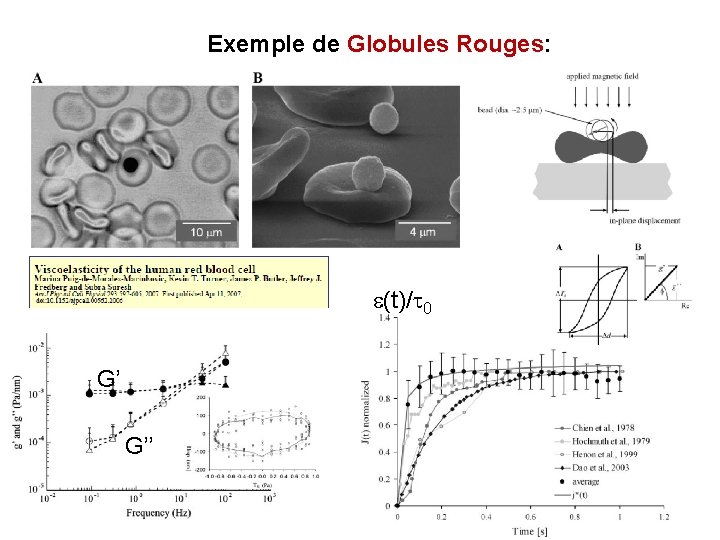 Exemple de Globules Rouges: (t)/t 0 G’ G’’ 