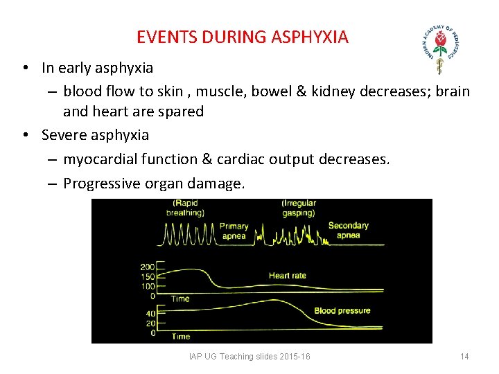 EVENTS DURING ASPHYXIA • In early asphyxia – blood flow to skin , EVENTS DURING ASPHYXIA • In early asphyxia – blood flow to skin ,