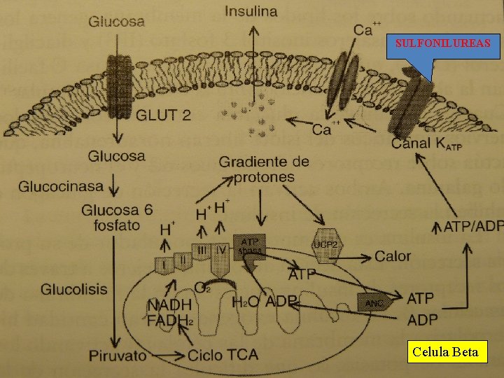 SULFONILUREAS Celula Beta 