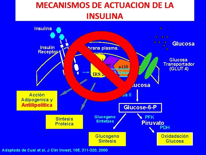 MECANISMOS DE ACTUACION DE LA INSULINA Insulina Insulin Receptor Glucosa Membrana plasma. IRS-1 p