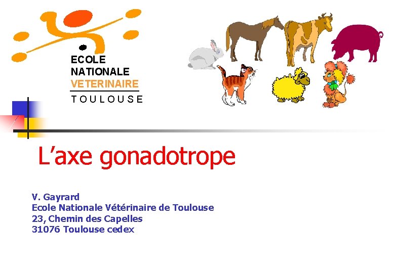 ECOLE NATIONALE VETERINAIRE T O U L O U S E L’axe gonadotrope V.
