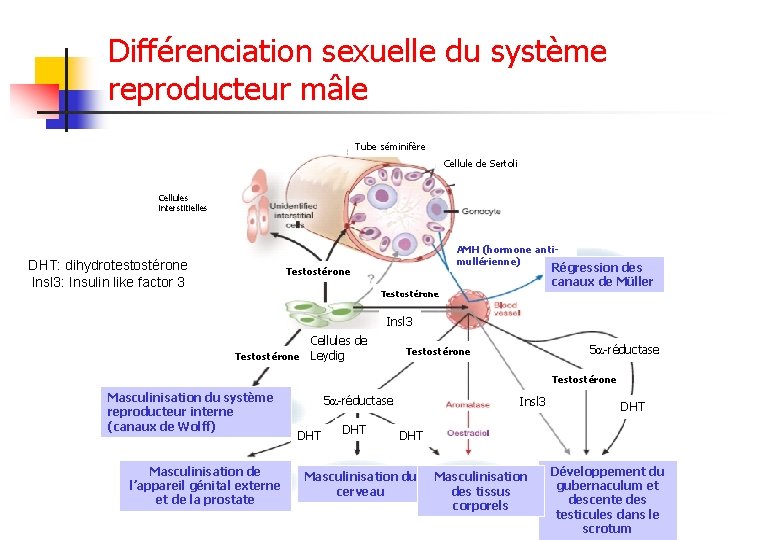 Différenciation sexuelle du système reproducteur mâle Tube séminifère Cellule de Sertoli Cellules interstitielles DHT: