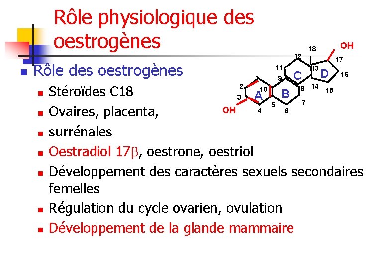 Rôle physiologique des oestrogènes n 12 Rôle des oestrogènes n n n n 11