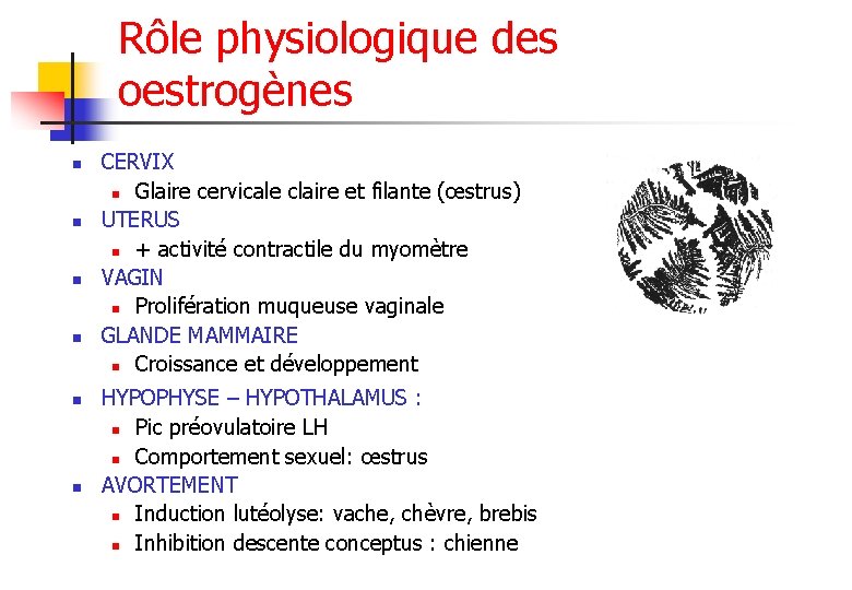 Rôle physiologique des oestrogènes n n n CERVIX n Glaire cervicale claire et filante