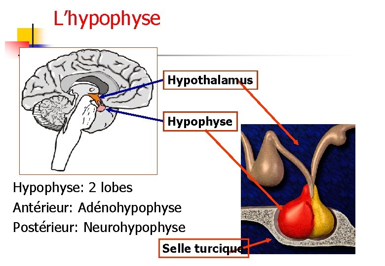L’hypophyse Hypothalamus Hypophyse: 2 lobes Antérieur: Adénohypophyse Postérieur: Neurohypophyse Selle turcique 