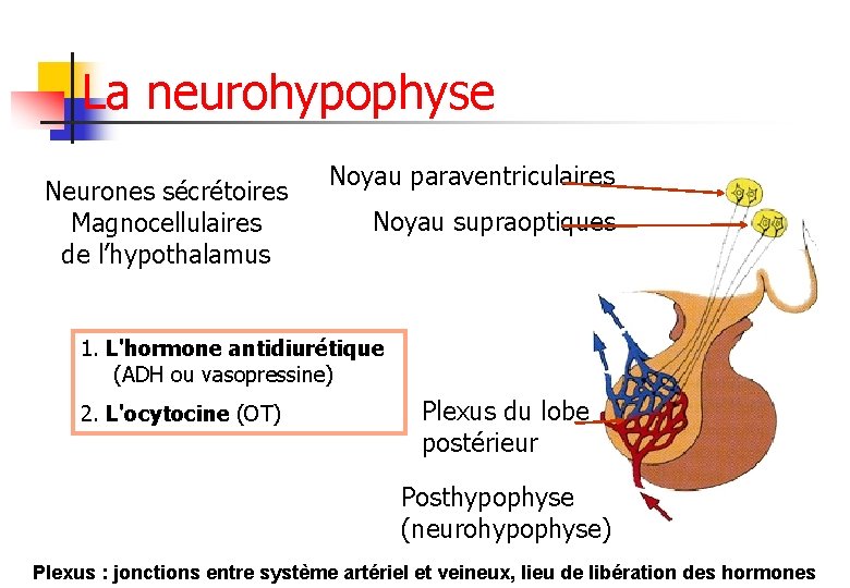 La neurohypophyse Neurones sécrétoires Magnocellulaires de l’hypothalamus Noyau paraventriculaires Noyau supraoptiques 1. L'hormone antidiurétique