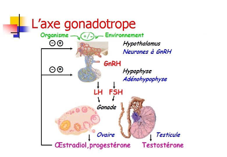 L’axe gonadotrope 