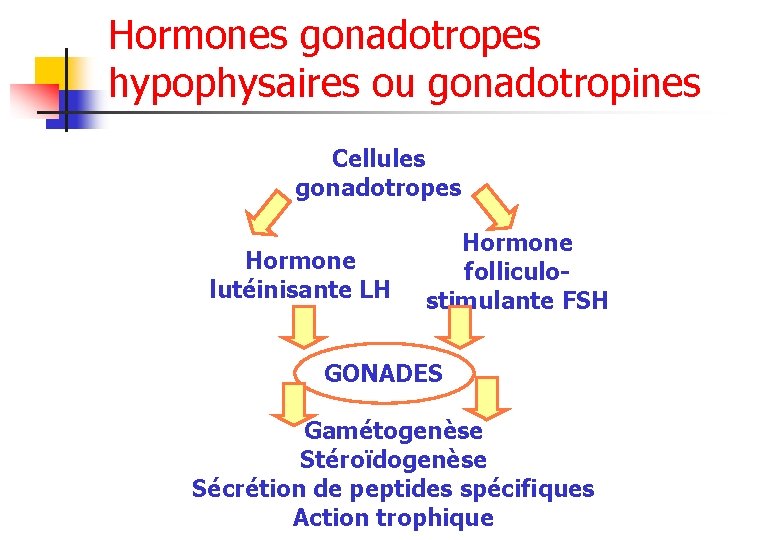 Hormones gonadotropes hypophysaires ou gonadotropines Cellules gonadotropes Hormone lutéinisante LH Hormone folliculostimulante FSH GONADES