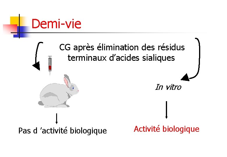 Demi-vie CG après élimination des résidus terminaux d’acides sialiques In vitro Pas d ’activité