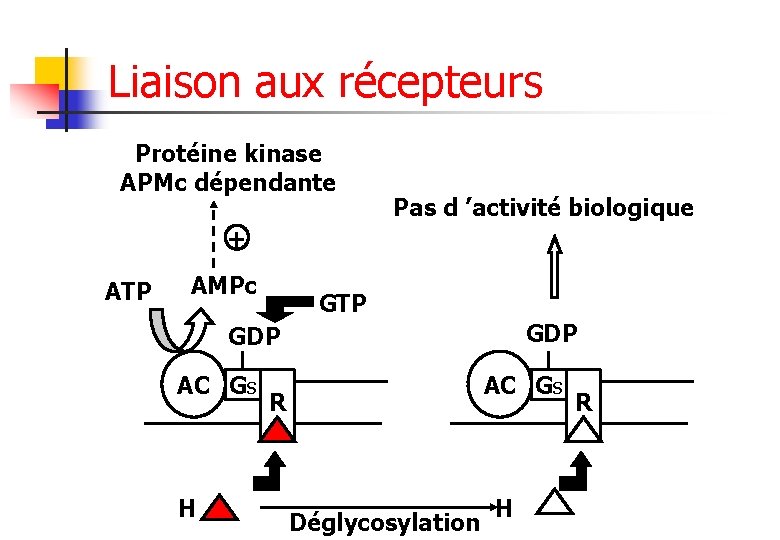 Liaison aux récepteurs Protéine kinase APMc dépendante Pas d ’activité biologique + ATP AMPc