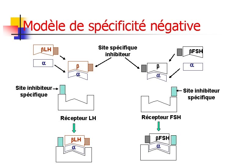 Modèle de spécificité négative Site spécifique inhibiteur LH FSH Site inhibiteur spécifique Récepteur LH