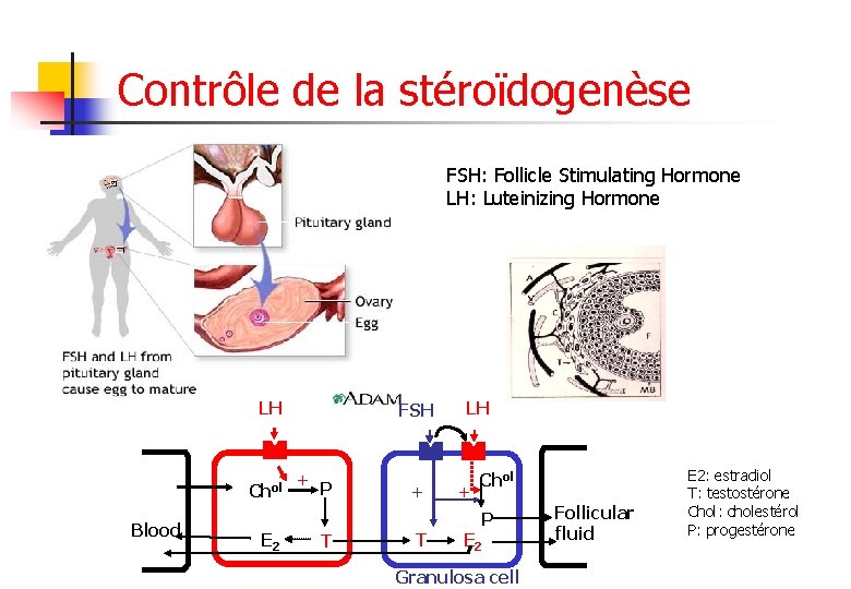 Contrôle de la stéroïdogenèse FSH: Follicle Stimulating Hormone LH: Luteinizing Hormone LH Chol Blood