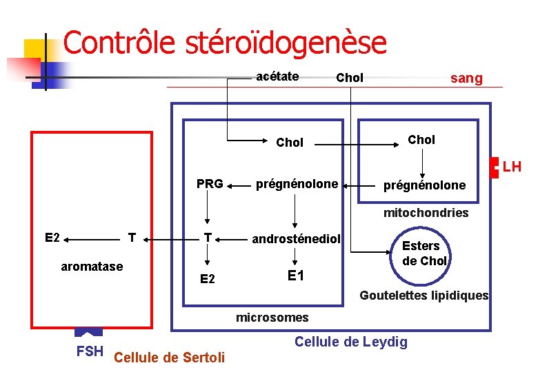 Contrôle stéroïdogenèse acétate sang Chol LH PRG prégnénolone mitochondries E 2 T aromatase T