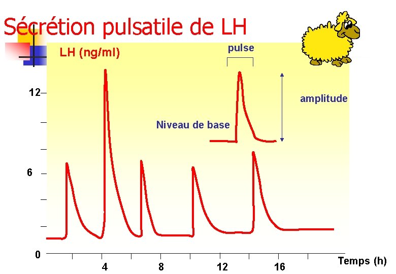 Sécrétion pulsatile de LH pulse LH (ng/ml) 12 amplitude Niveau de base 6 0